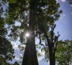 250g Café En Grain Bio The Forest - Terres De Café 7 250g Café En Grain Bio The Forest - Terres De Café -Meilleur Café Machines Magasin cafedeforetterresdecafetheforest200g