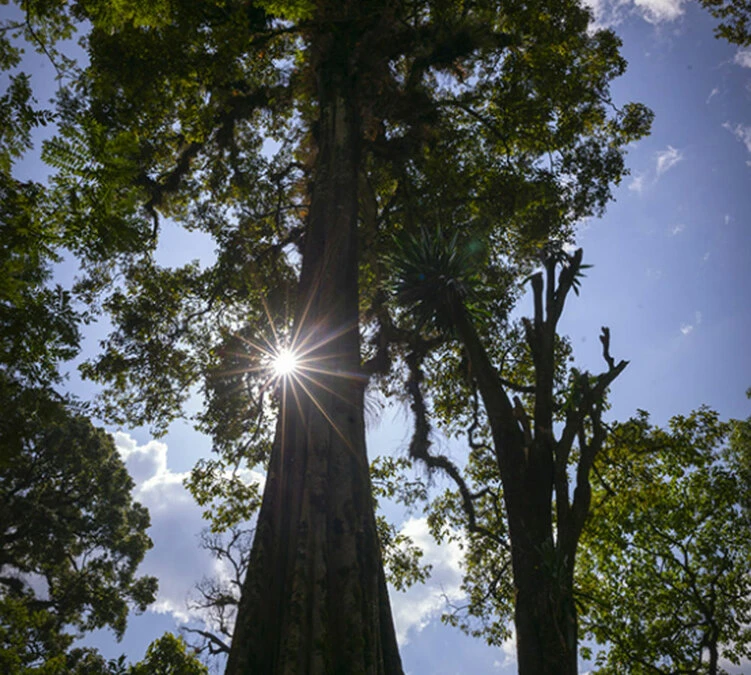250g Café En Grain Bio The Forest - Terres De Café 5 250g Café En Grain Bio The Forest - Terres De Café – Image 3