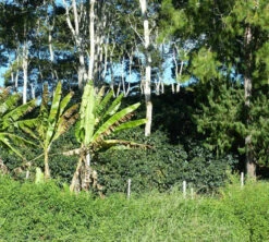 250 G- Café En Grain Coopchebi - LE PIANTAGIONI DEL CAFFE -Meilleur Café Machines Magasin cafeengrainlpdcaltopalomar2