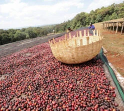 250 G- Café En Grain Dambi Uddo - LE PIANTAGIONI DEL CAFFE 12 250 G- Café En Grain Dambi Uddo - LE PIANTAGIONI DEL CAFFE -Meilleur Café Machines Magasin cafeengrainlpdcdambiuddo2