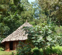 250 G- Café En Grain Dambi Uddo - LE PIANTAGIONI DEL CAFFE 11 250 G- Café En Grain Dambi Uddo - LE PIANTAGIONI DEL CAFFE -Meilleur Café Machines Magasin cafeengrainlpdcdambiuddo3