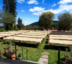 250 G- Café En Grain La Cumbre - LE PIANTAGIONI DEL CAFFE 9 250 G- Café En Grain La Cumbre - LE PIANTAGIONI DEL CAFFE -Meilleur Café Machines Magasin cafeengrainlpdclacumbre1