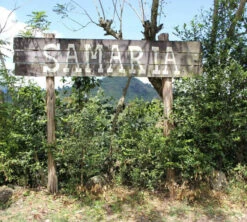 250 G- Café En Grain Samaria - LE PIANTAGIONI DEL CAFFE 11 250 G- Café En Grain Samaria - LE PIANTAGIONI DEL CAFFE -Meilleur Café Machines Magasin cafeengrainlpdcsamaria1