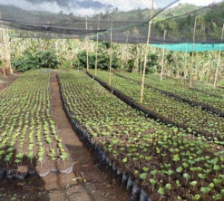 250 G- Café En Grain Samaria - LE PIANTAGIONI DEL CAFFE 12 250 G- Café En Grain Samaria - LE PIANTAGIONI DEL CAFFE -Meilleur Café Machines Magasin cafeengrainlpdcsamaria3