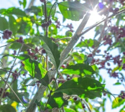 Boite Conservatrice Noire Avec Vide D'air 1kg - Cafés Lugat -Meilleur Café Machines Magasin cafeier
