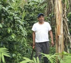 Café En Grains Bio : Mexique - Sueño - Décaféiné à L'eau - 1Kg - Cafés Lugat -Meilleur Café Machines Magasin decafeine altura mexique 4